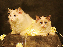 擼貓APP-IPad端設(shè)計(jì)