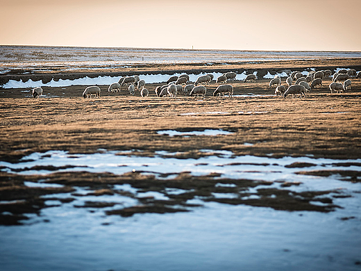 《八百流沙极限赛》