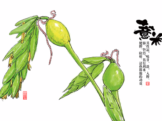 红豆薏米粉包装 字体 插画