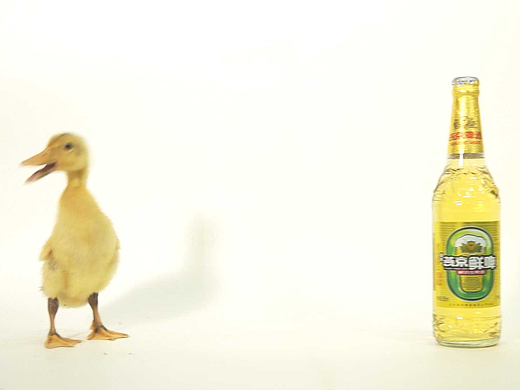 15春学院奖参赛影视广告【啤酒鸭诞生记】