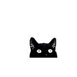 Kittym0m0的头像