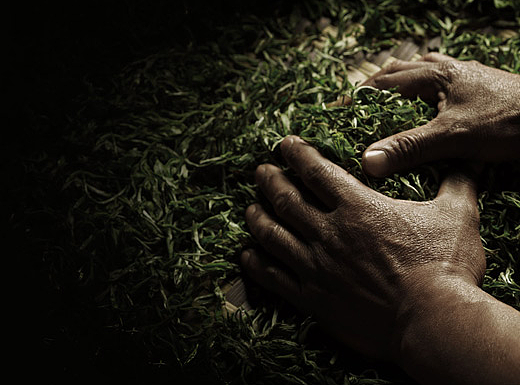 信阳毛尖网页展示