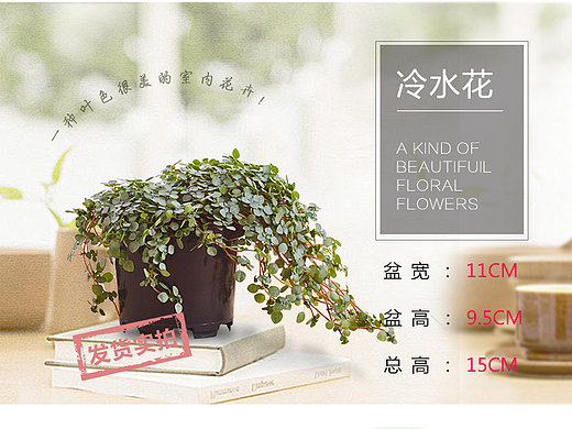 植物、小绿植详情页
