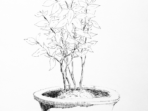 不在面前的盆栽植物