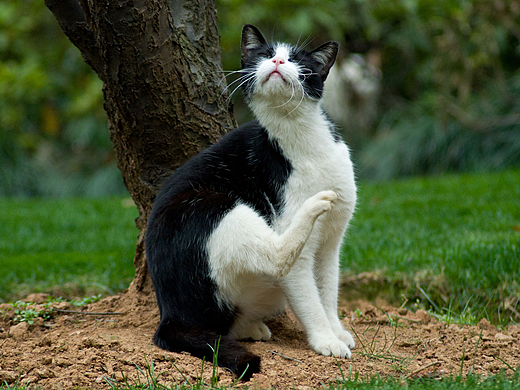 城市流浪者，高傲得活著（個人主頁-ZMjI1NDgxMjg=） - 寵物攝影 - 站酷設(shè)計師梣彵歌原創(chuàng)素材 - 站酷ZCOOL