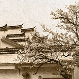 嘟嘟虎的头像