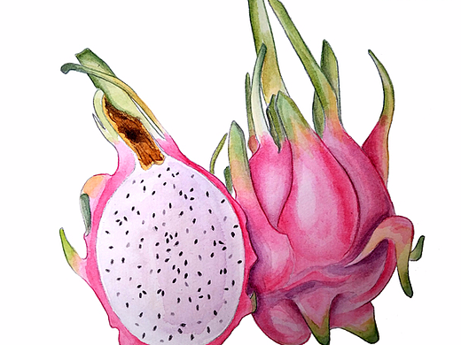 手绘水彩画 火龙果
