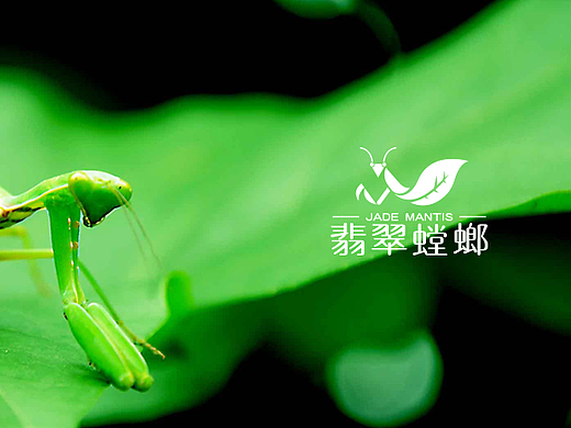 养生茶品牌标志