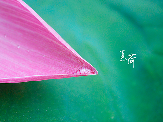 看取荷花净，应知不染心