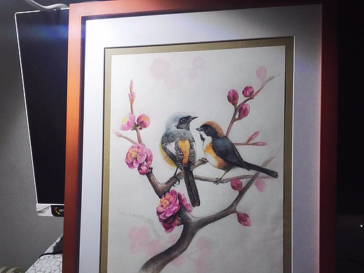 《梅花枝上的北红尾鸲》