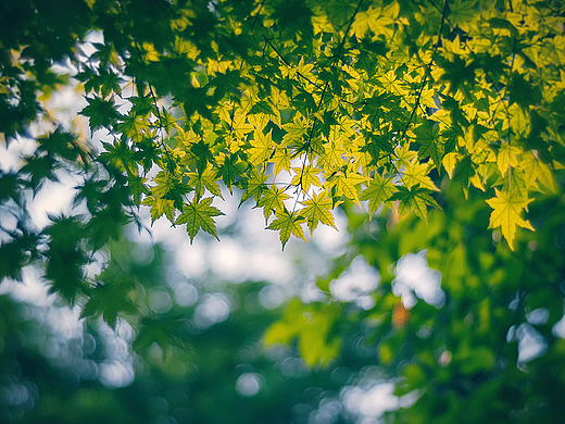 16张照片的夏天