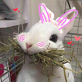 Mmajor的头像
