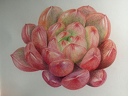 肉类植物彩铅作品