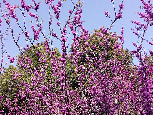 紅色的花（個人主頁-ZMjM2NTcwMDA=） - 產(chǎn)品攝影 - 站酷設(shè)計師汪偉88原創(chuàng)素材 - 站酷ZCOOL