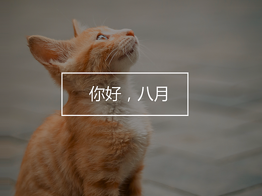 貓片—與我擦肩而過(guò)的你——八月（個(gè)人主頁(yè)-ZMjM4NzczNjg=） - 寵物攝影 - 站酷設(shè)計(jì)師ZEBRA983原創(chuàng)素材 - 站酷ZCOOL