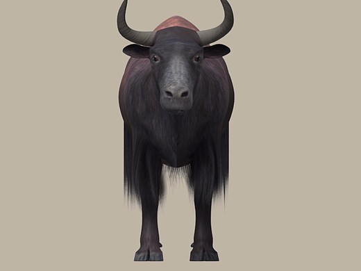 西藏牦牛