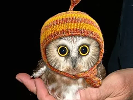 貓頭鷹也是萌物