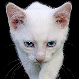ITS十二的头像