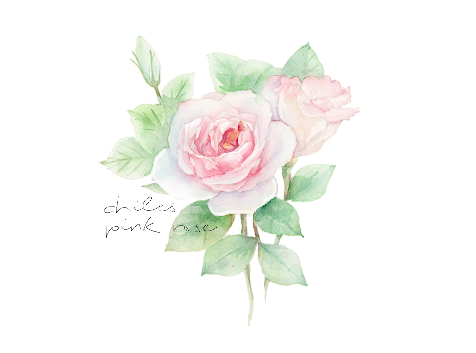 玫瑰花 洋桔梗 手绘 水彩过程 花卉 视频