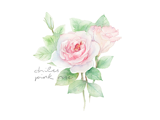 玫瑰花 洋桔梗 手绘 水彩过程 花卉 视频