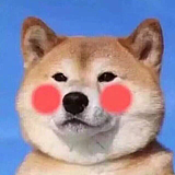 猫阿菡的头像