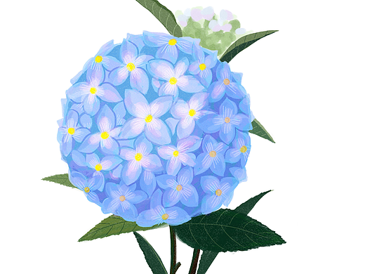 绣球花