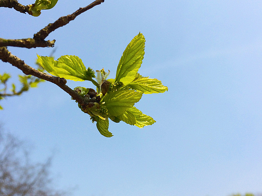 花花草草--手机随拍（个人主页-ZMjI2MjA3OTY=） - 风光摄影 - 站酷设计师章燕ps原创素材 - 站酷ZCOOL