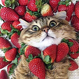 紫菜是一只猫的头像