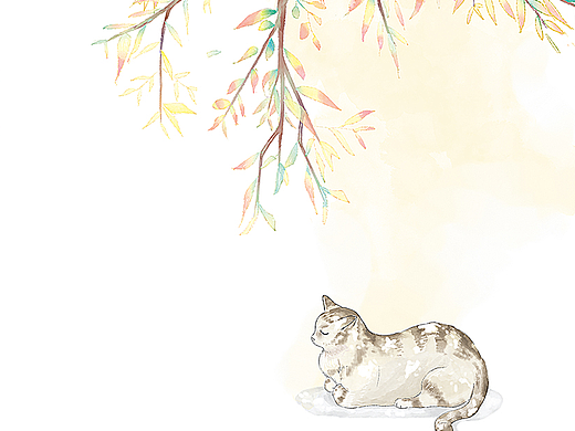 猫咪の日常
