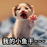 福晋有猫的头像