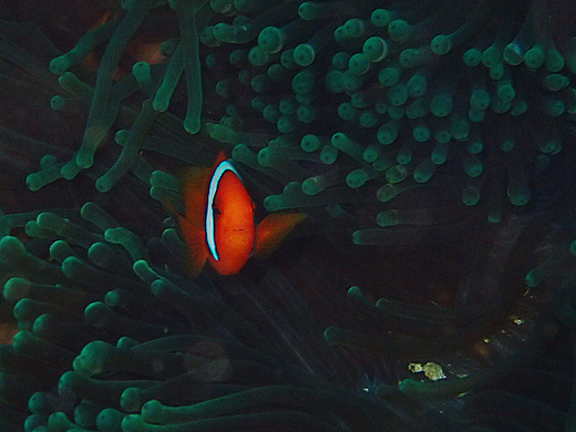 海底生物～