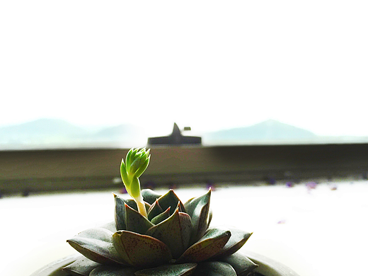 2015-2017年间的一些多肉（个人主页-ZMjI0ODY4OTI=） - 产品摄影 - 站酷设计师一一是只汪原创素材 - 站酷ZCOOL