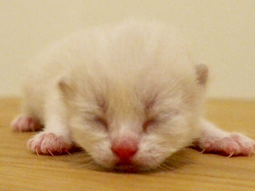 小可爱（个人主页-ZMjIxNDA3MzY=） - 宠物摄影 - 站酷设计师浪野樱花原创素材 - 站酷ZCOOL