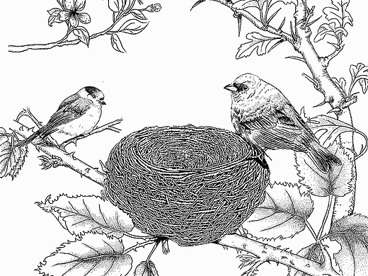 手绘 鸟窝 鸟树枝插画-商业插画8800144年前宏华电脑手绘 金丝燕 燕窝