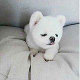 wusuyoung的头像