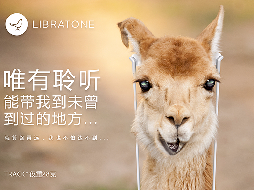 聆听世界之动物篇-骆驼