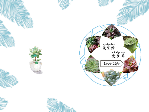 多肉植物画册