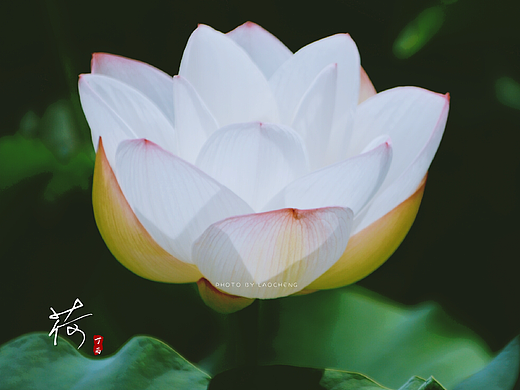 绽放，荷花