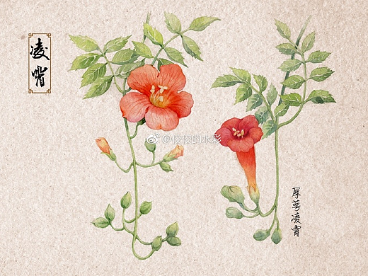诗经植物