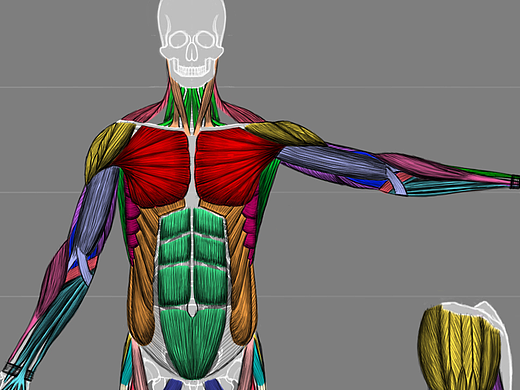 人體解剖練習(xí) 從骨骼到肌肉（個人主頁-ZMjE2OTg1ODQ=） - 創(chuàng)作習(xí)作 - 站酷設(shè)計師LiuSocket原創(chuàng)素材 - 站酷ZCOOL
