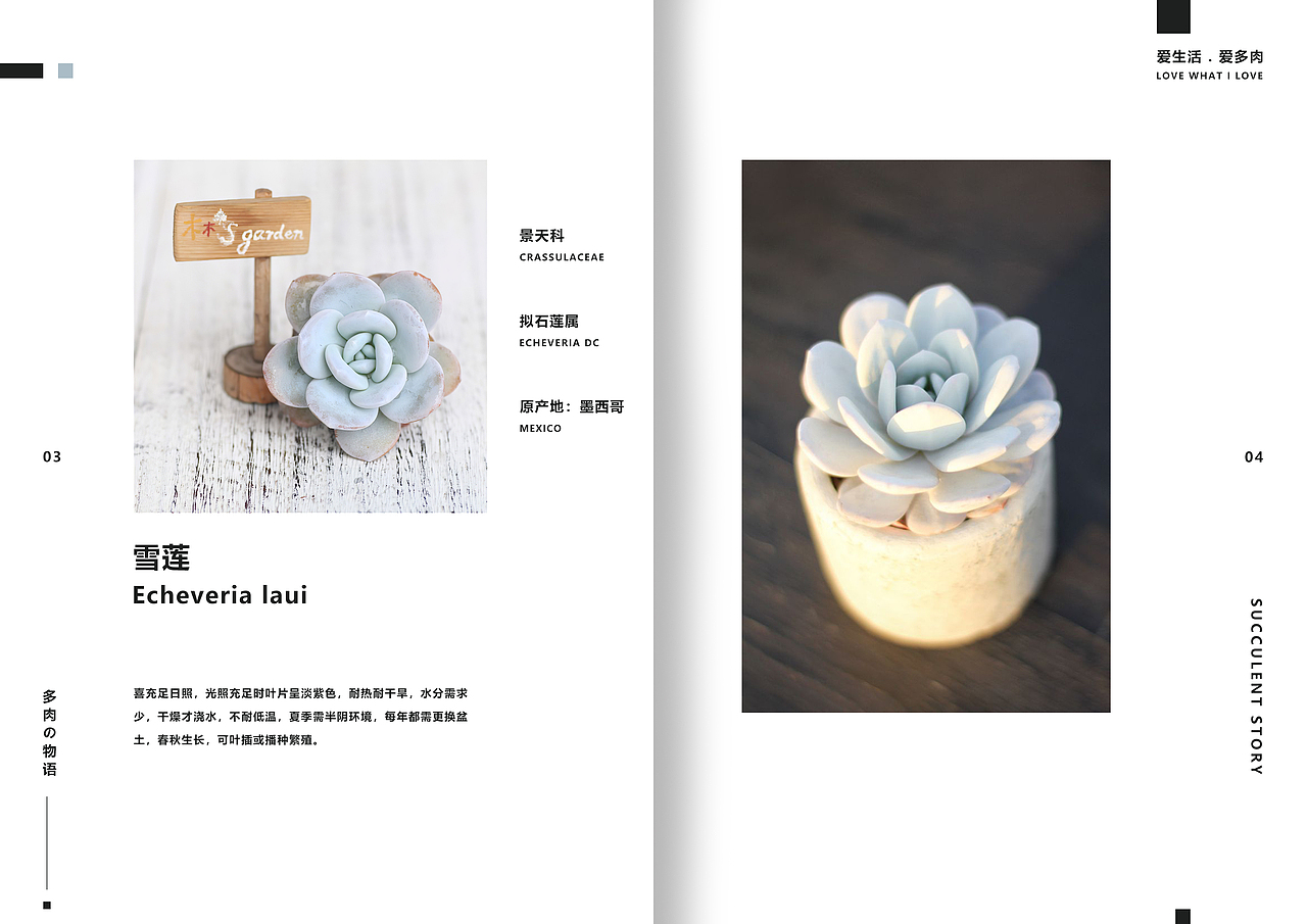 一套多肉植物画册（图ZMTgxMzI3MDE2） - 书籍/画册 - 站酷设计师湛麓原创素材 - 站酷ZCOOL