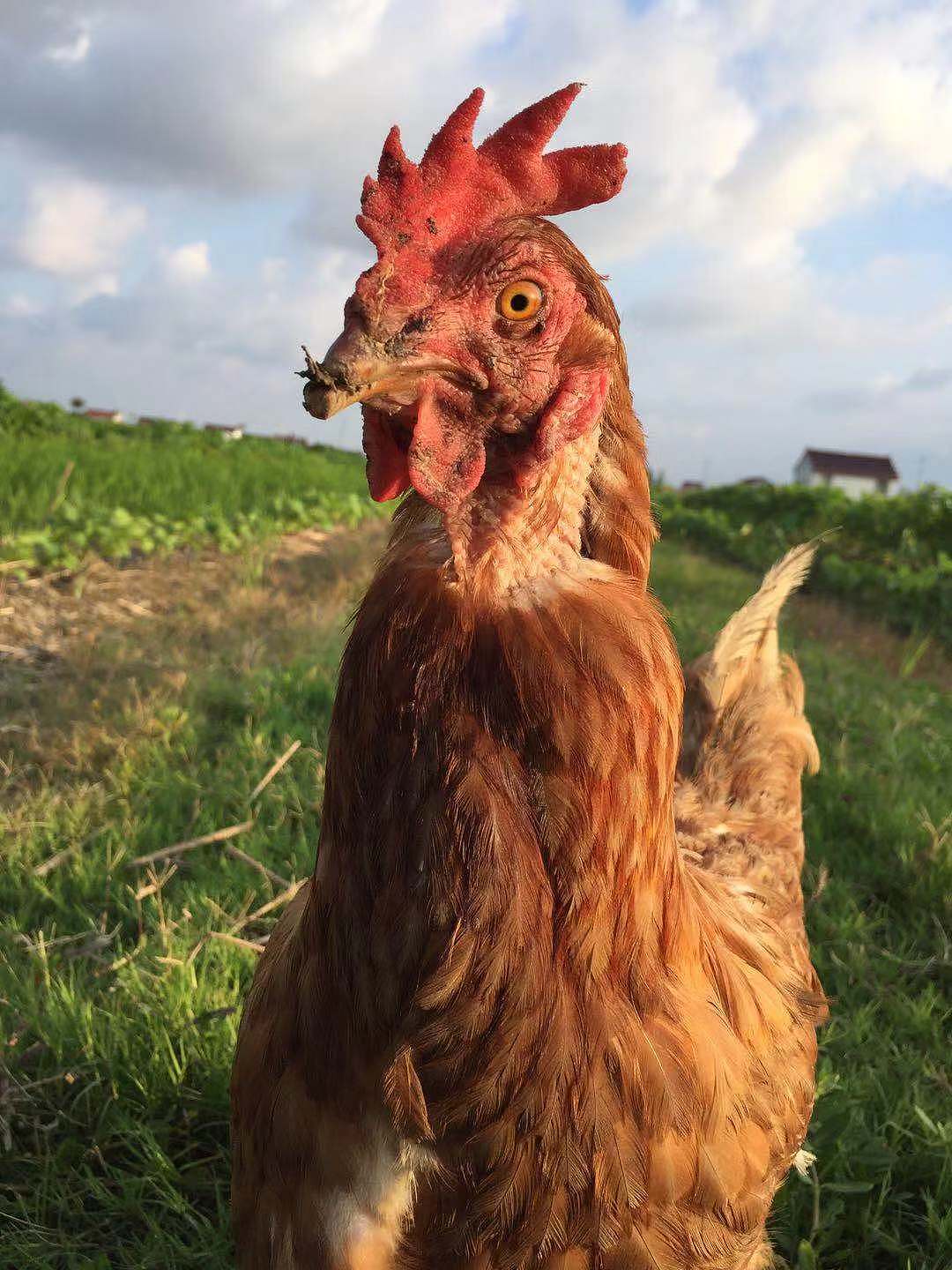 小狗狗和小鸡鸡