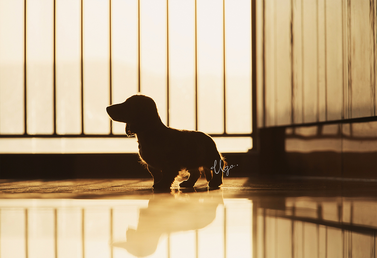 gazing凝视【动物摄影师何某某个人作品28】