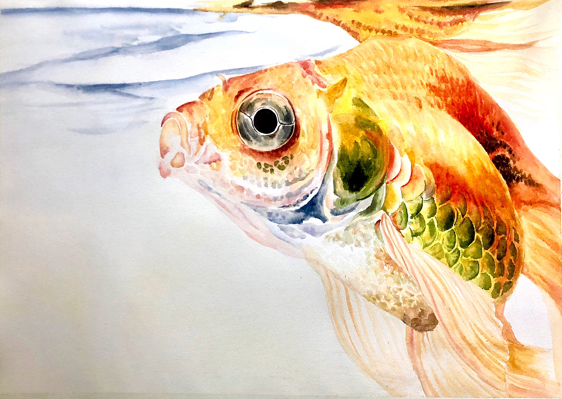 鱼- 水彩|纯艺术|绘画|立青竹由_临摹作品-站酷zcool