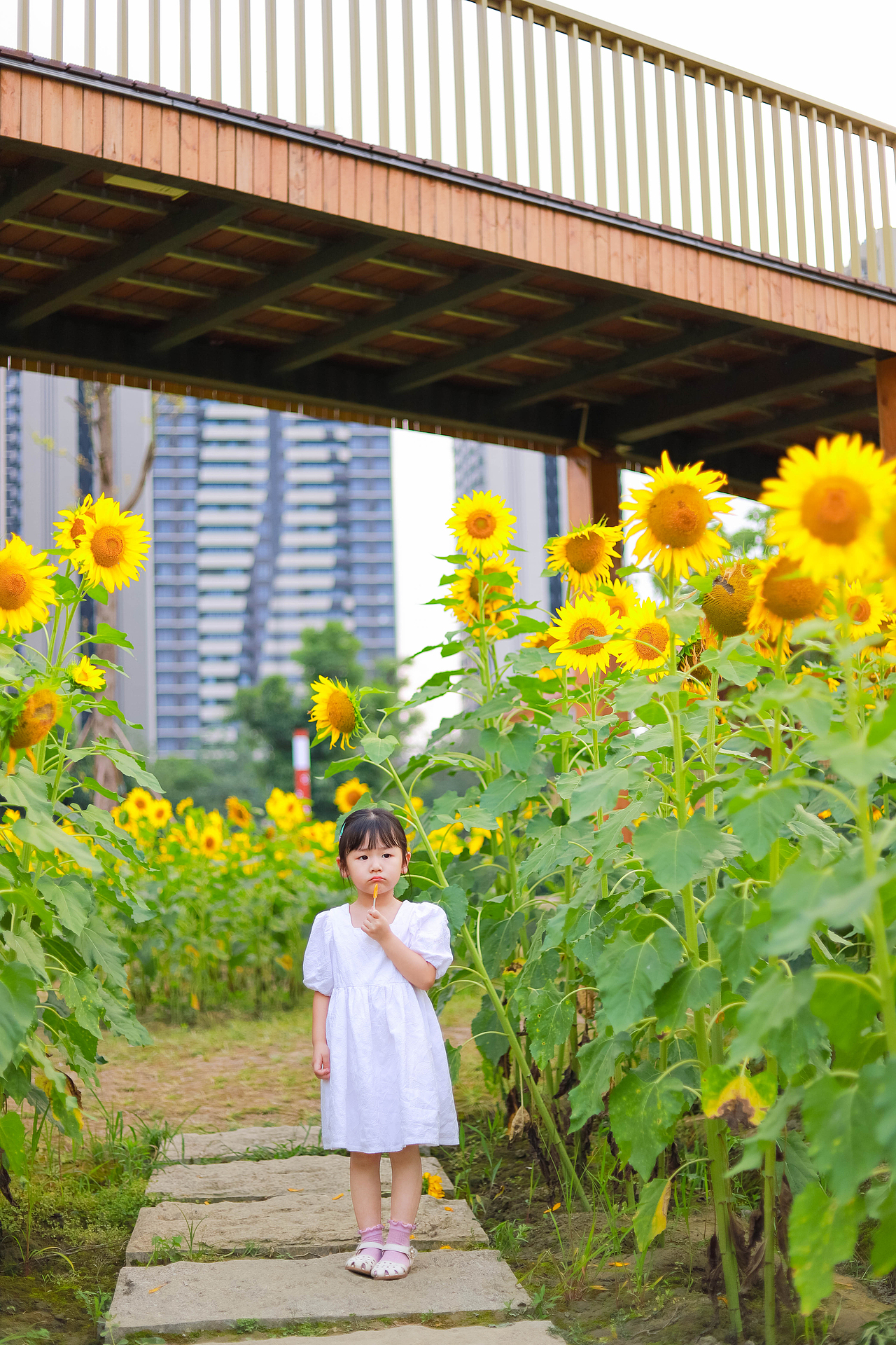 夏日里の向日葵 