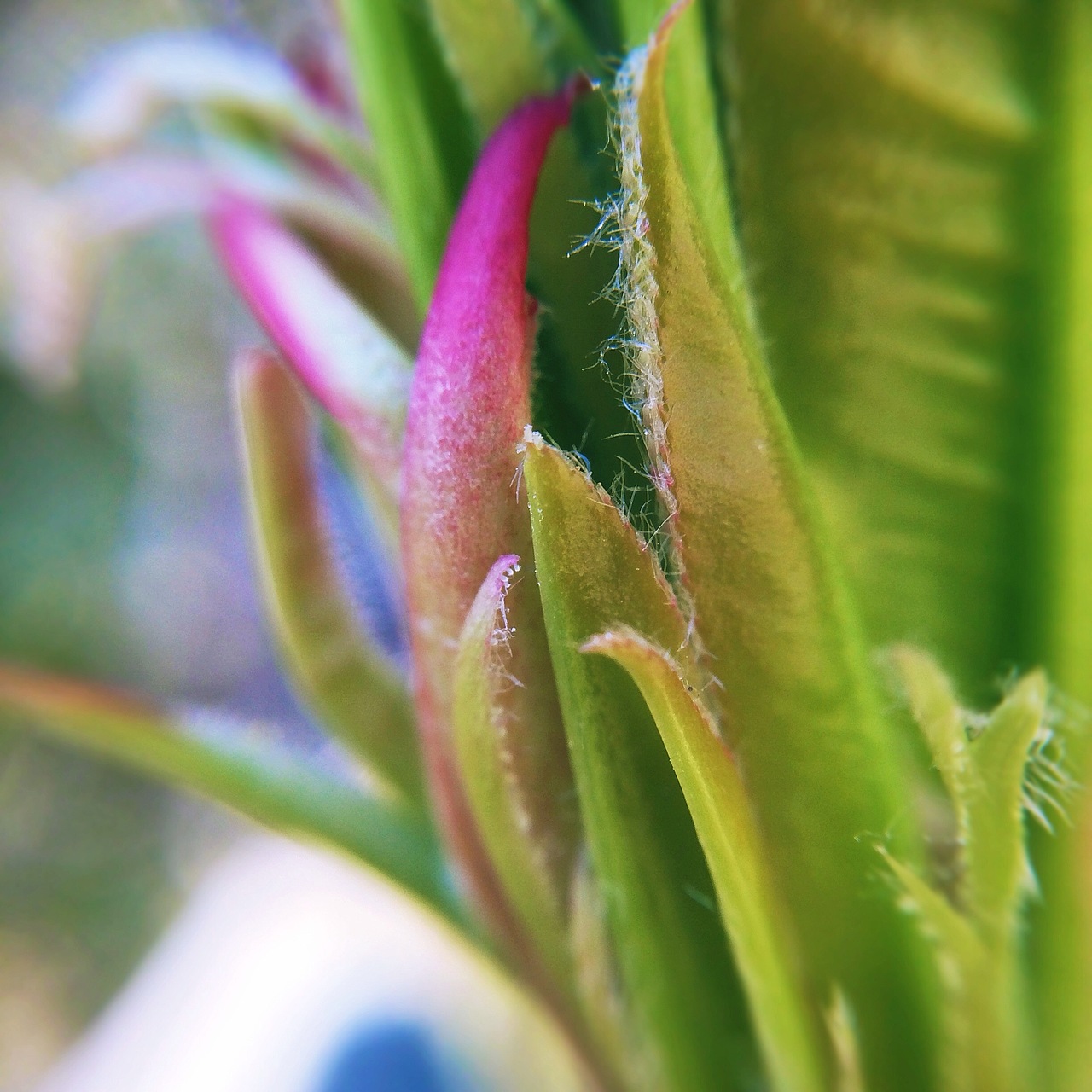 手机微距摄影作品-春日的气息