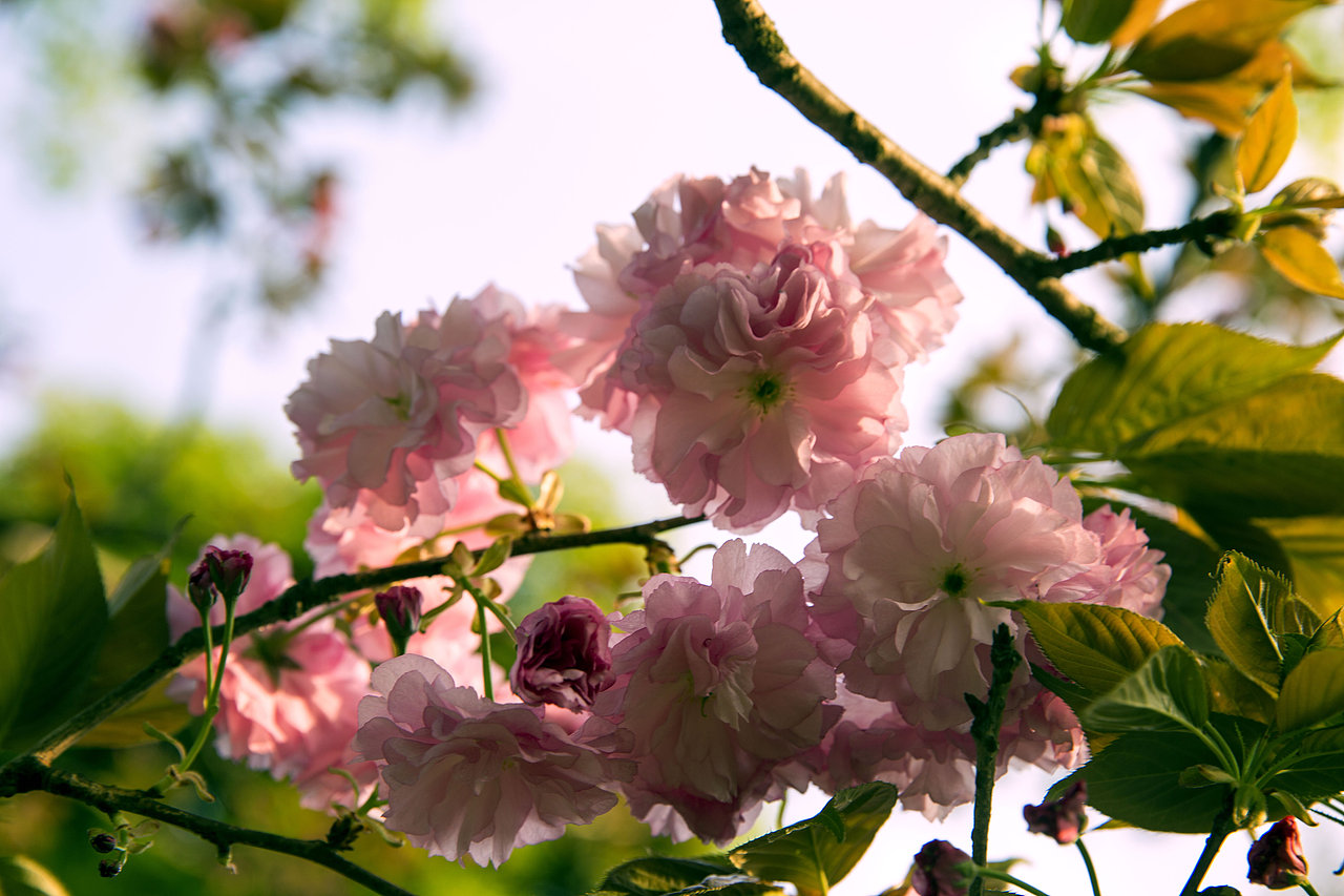 春之花,长沙植物园樱花节