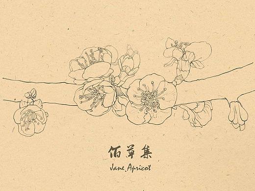 佰草集-花卉