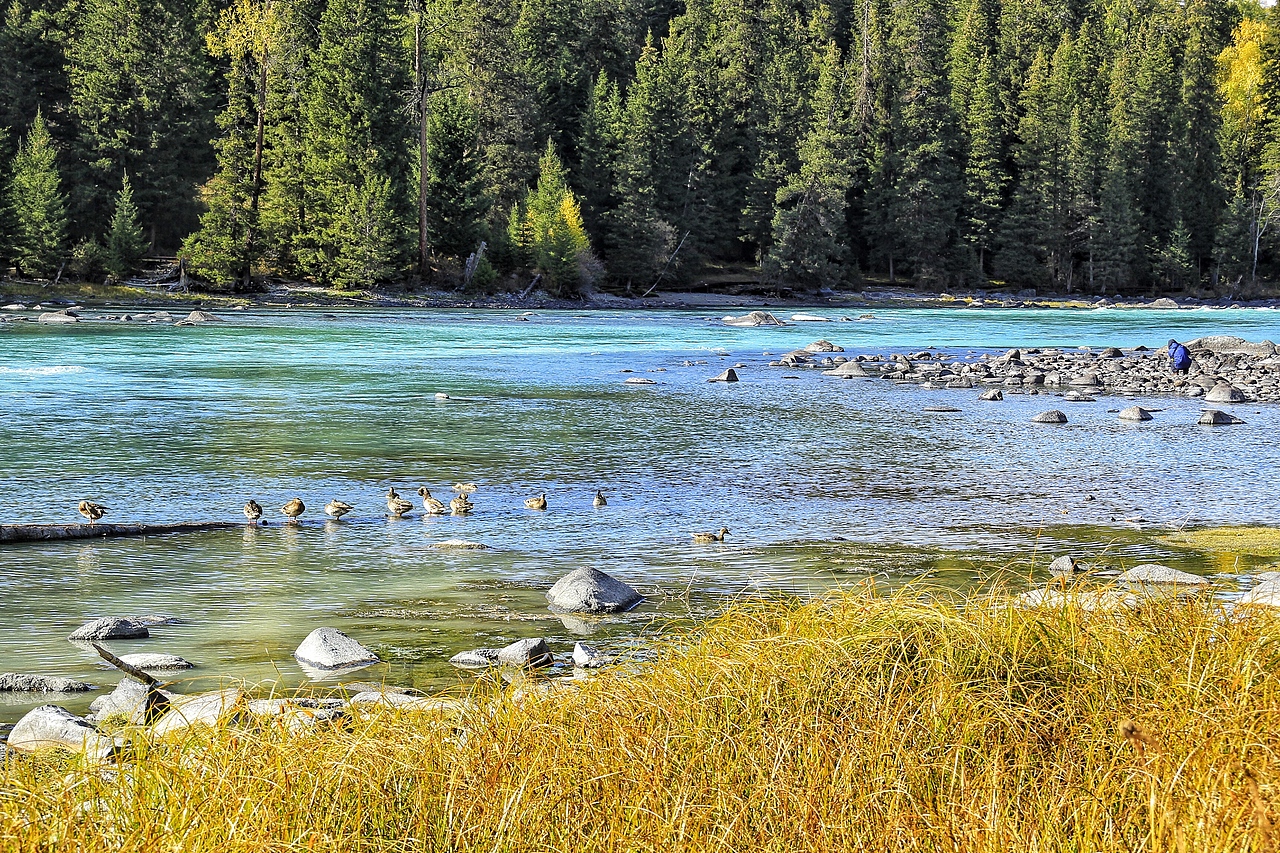 新疆喀纳斯（图ZMTcxMzkzNzUy） - 风光摄影 - 站酷设计师李墨尘原创素材 - 站酷ZCOOL