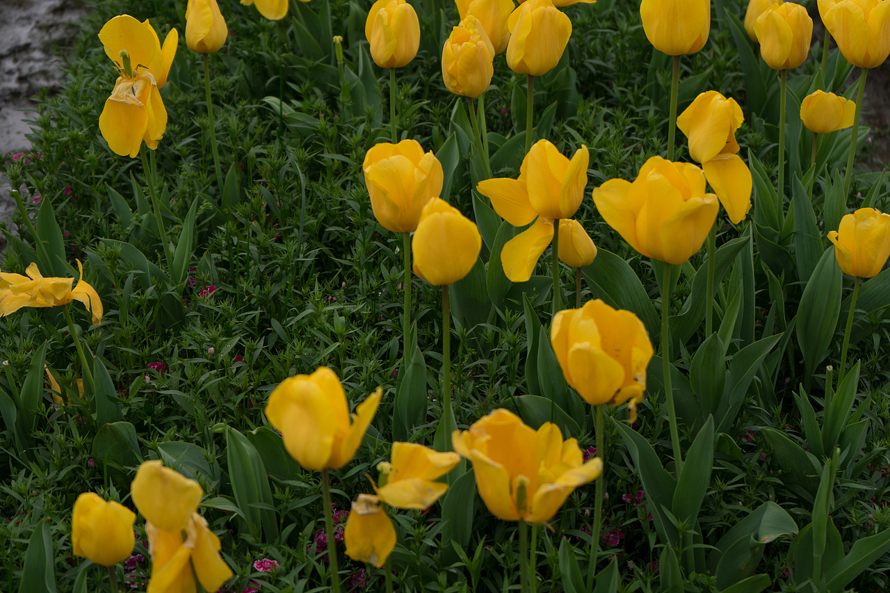 杭州南江公园郁金香（图ZMjQ4MDk5OTA4） - 风光摄影 - 站酷设计师达达达西瓜原创素材 - 站酷ZCOOL